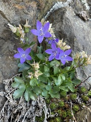 Campanula piperi