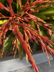 Aechmea blanchetiana