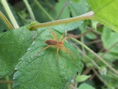 Dolomedes sulfureus