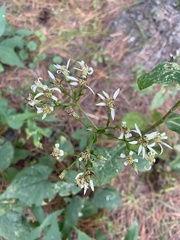 Eurybia schreberi