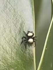 Thorelliola ensifera