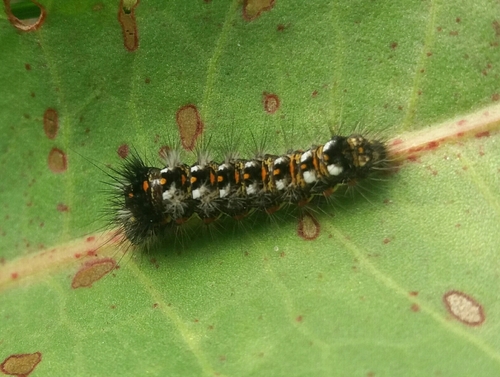 mramorovka obyčajná (Acronicta rumicis)