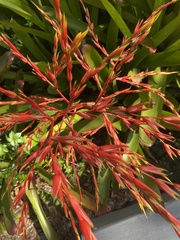 Aechmea blanchetiana