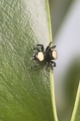 Thorelliola ensifera