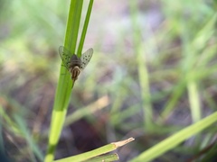 Poecilognathus