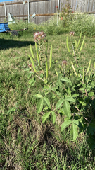 Polanisia dodecandra