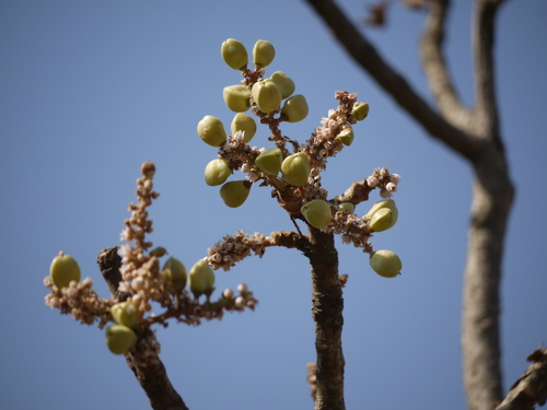 Indian frankincense (Boswellia serrata)