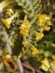 Struthiola tomentosa