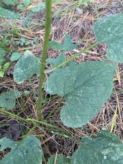 Eurybia schreberi
