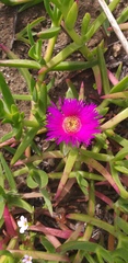 Carpobrotus deliciosus