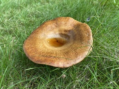 Paxillus