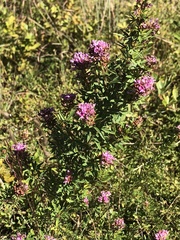 Lespedeza virginica