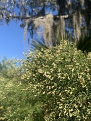 Baccharis angustifolia