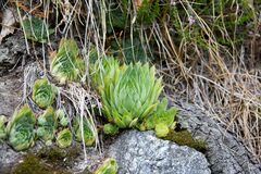 Sempervivum globiferum
