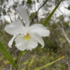 Orchidaceae