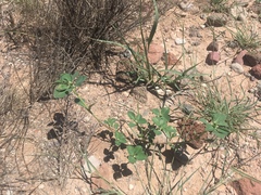 Euphorbia exstipulata