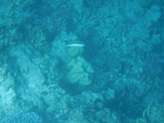 Paracirrhites forsteri