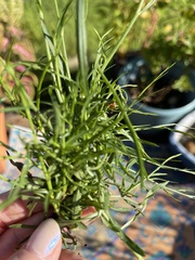 Euthamia gymnospermoides