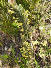 Struthiola tomentosa