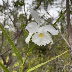 Orchidaceae