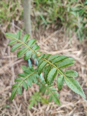 Weinmannia pubescens