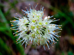 Allium ericetorum
