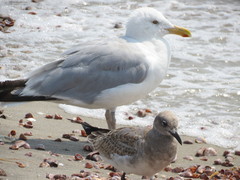 Leucophaeus atricilla