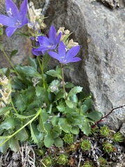 Campanula piperi