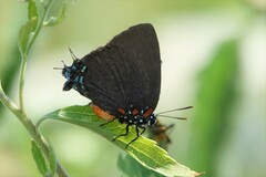Atlides halesus