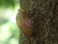 Cicadoidea