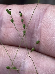 Kellochloa verrucosa