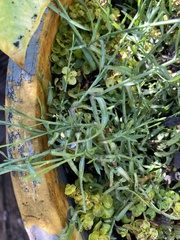 Euthamia gymnospermoides