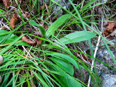 Allium ericetorum