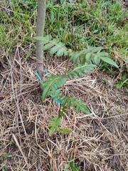 Weinmannia pubescens