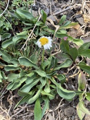Erigeron flettii