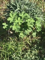 Malva arborea