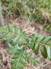 Weinmannia pubescens