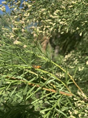 Zelus longipes