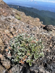 Potentilla villosa