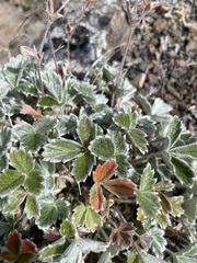Potentilla villosa