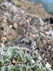 Potentilla villosa