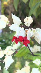 Clerodendrum thomsoniae