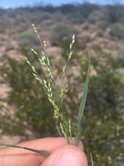 Panicum hirticaule