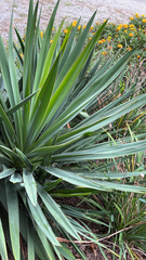 Yucca gloriosa