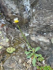 Erigeron flettii