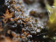 Trentepohlia aurea