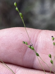 Kellochloa verrucosa