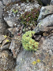 Saxifraga
