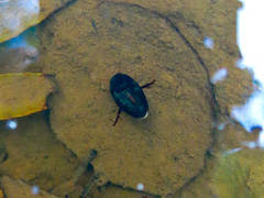 Agabinae