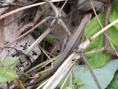 Takydromus tachydromoides